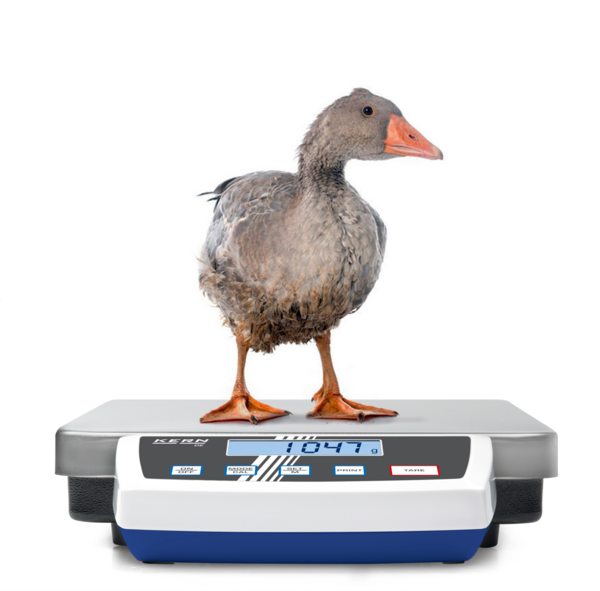 KERN Paketwaage DE 35K5D – Ansicht 4 - Toolcon.works KERN Plattformwaage 35 kg · Ablesbarkeit 5 g / 10 g
